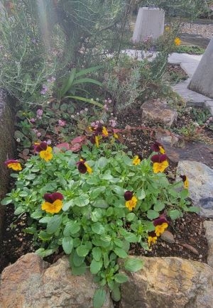 IMG_2157.JPG